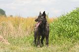 BOUVIER DES ARDENNES 358